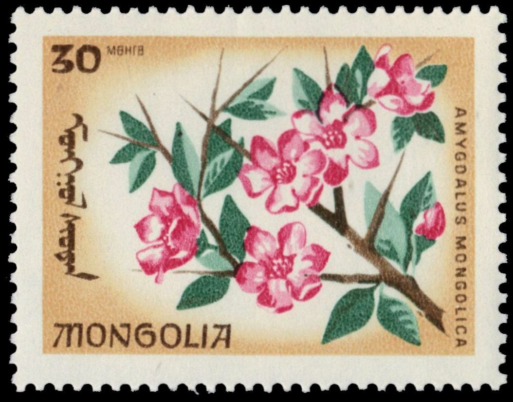 La flor de la Almendra